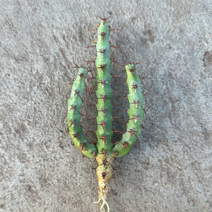 Euphorbia cuprispina