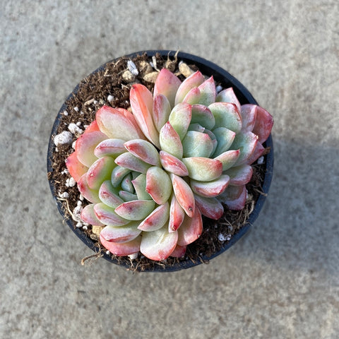 Echeveria Shasha queen