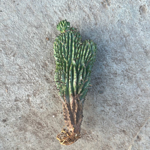 Euphorbia horrida f. cristata