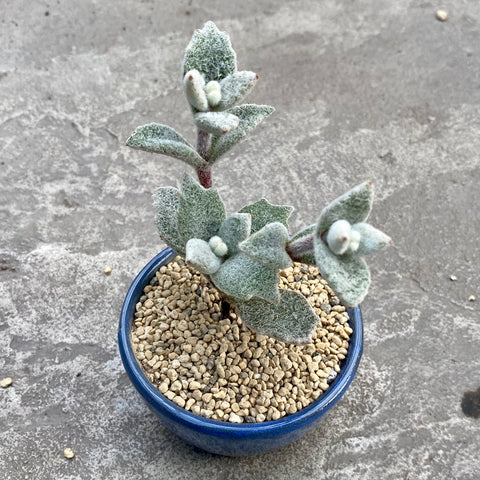 Kalanchoe eriophylla with decorative pot