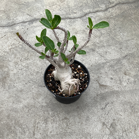 Adenium arabicum 'Baobab'
