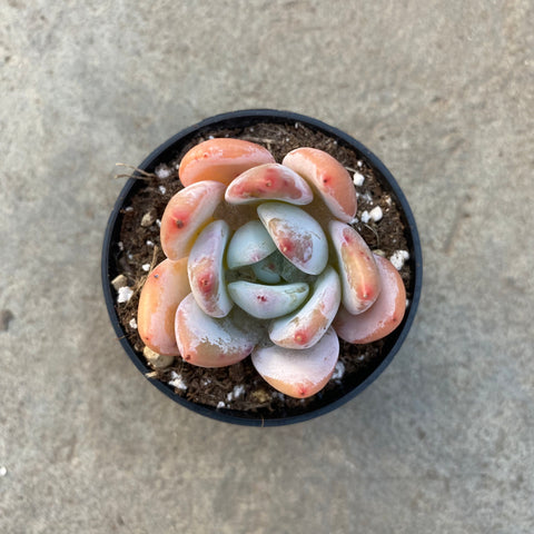 Echeveria 'Sang-A