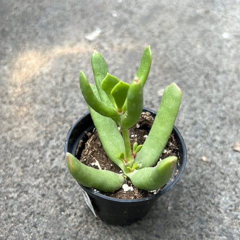 Cotyledon 'Bokkie'