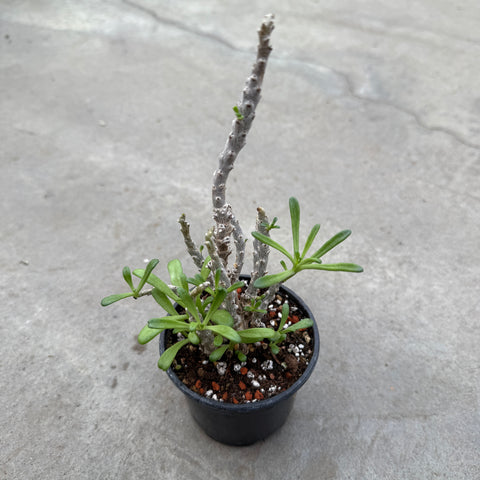 Tylecodon hybrid 'Fuzzy Leaf'