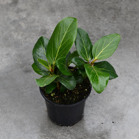Ficus benghalensis 'Audrey'