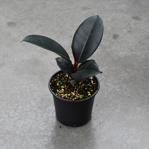 Ficus elastica 'Burgundy'
