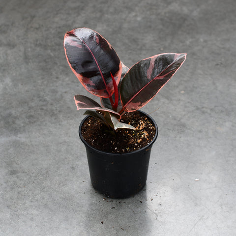 Ficus elastica 'Ruby'
