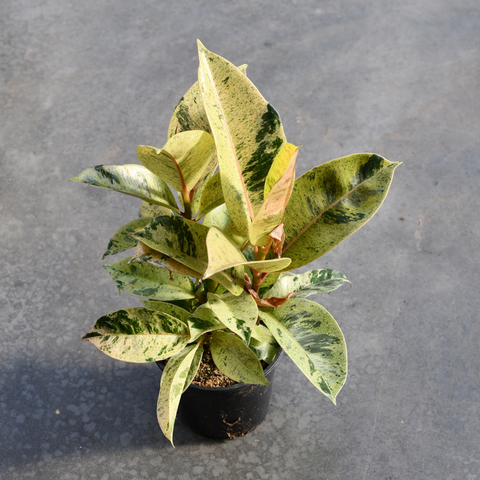Ficus elastica 'Shivereana Moonshine'