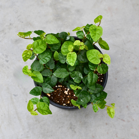 Ficus pumila