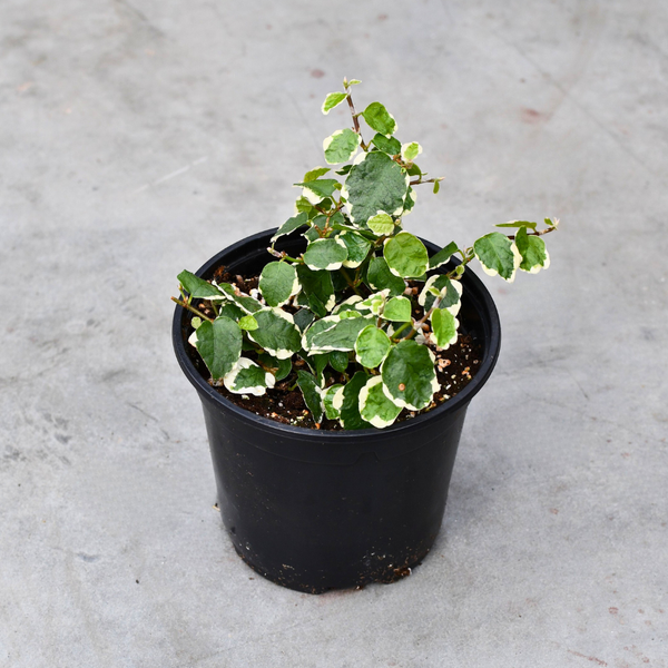 Ficus pumila Quercifolia f. variegata | Tropical