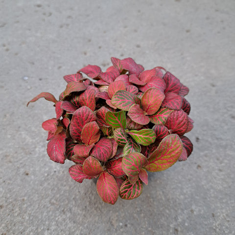 Fittonia verschaffeltii 'Red Flame'