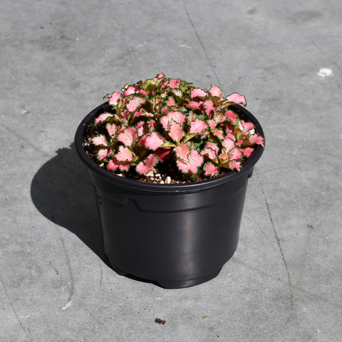 Fittonia verschaffeitii 'Pink Anne'