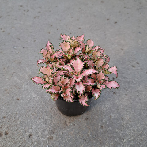 Fittonia verschaffeitii 'Pink Anne' 'Pink Anne' 'Pink Anne' 'Pink Anne' 'Pink Anne