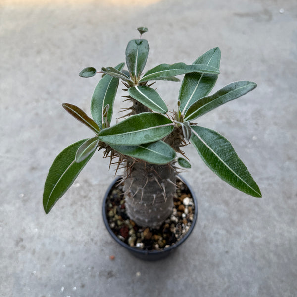 パキポディウム・カクチペス Pachypodium var. cactipes パキポディウムカクチペス | STORES