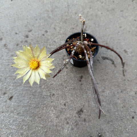 Astrophytum caput-medusae