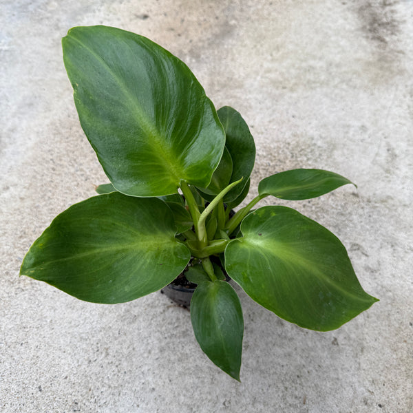Philodendron rugosum – Serres Lavoie