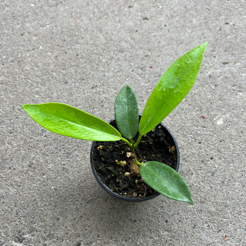 Hoya pubicalyx "Black Dragon"