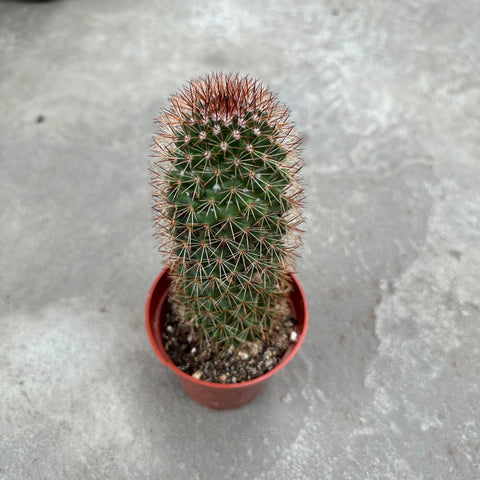 Mammillaria backerbergiana