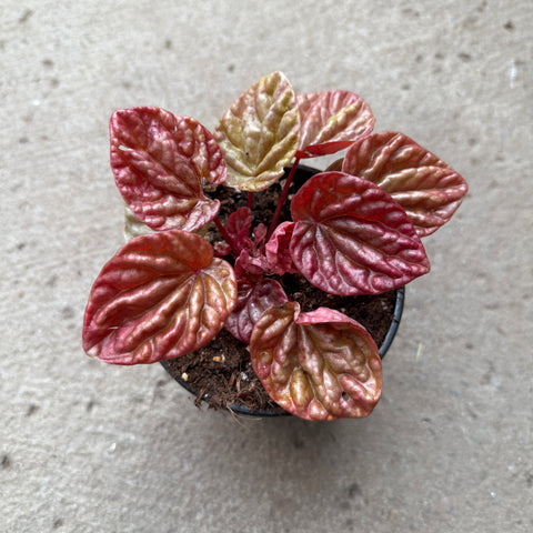Peperomia caperata 'Quito'