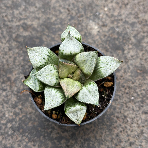 Haworthia 'Pandora'