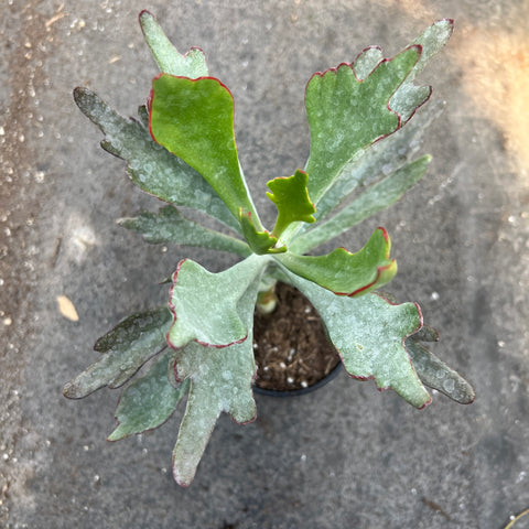 Cotyledon 'Kudu'