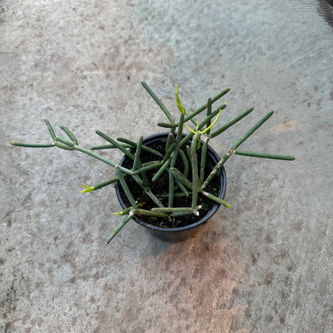 Rhipsalis heteroclada