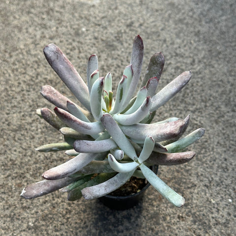 Cotyledon 'Hydra Noir'