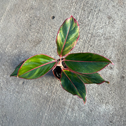 Aglaonema 'Red Siam'