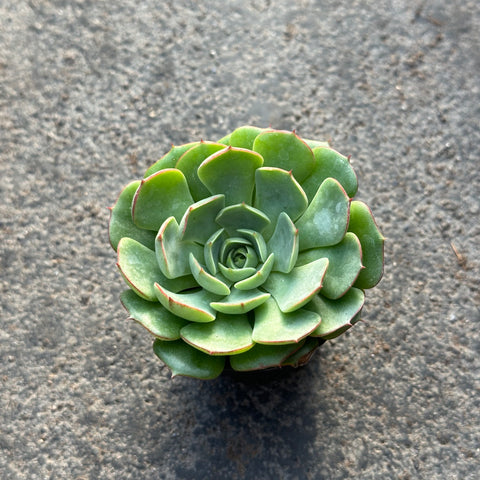 Echeveria 'Love Fire'