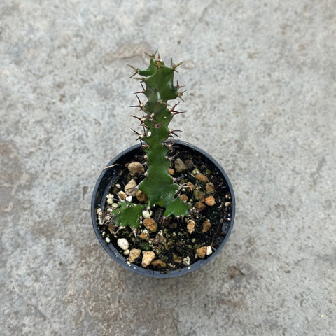 Euphorbia wakefieldii