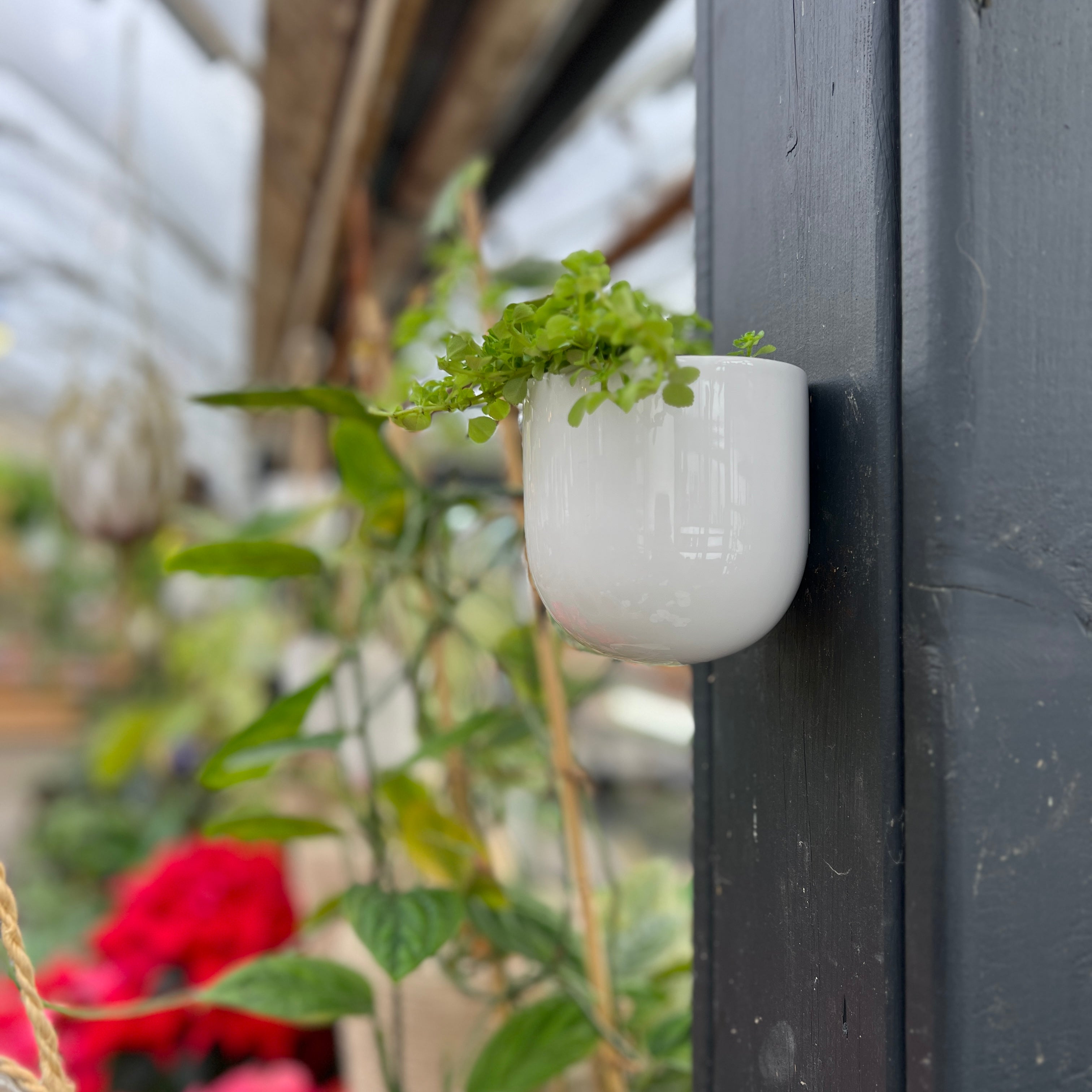 White wall-mounted planter
