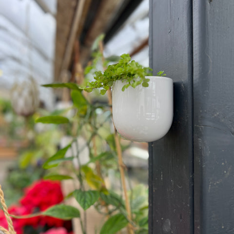 White wall planter 
