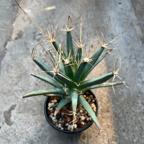 Leuchtenbergia principis