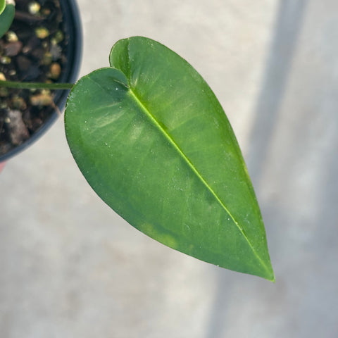 Anthurium timplowmanii