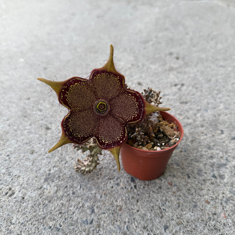 Edithcolea grandis