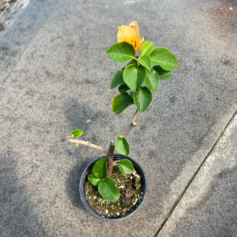 Bougainvillea 'California Gold