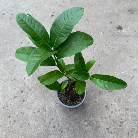 Citrus australasica (Citron caviar)