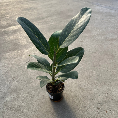 Ficus benghalensis 'Audrey'