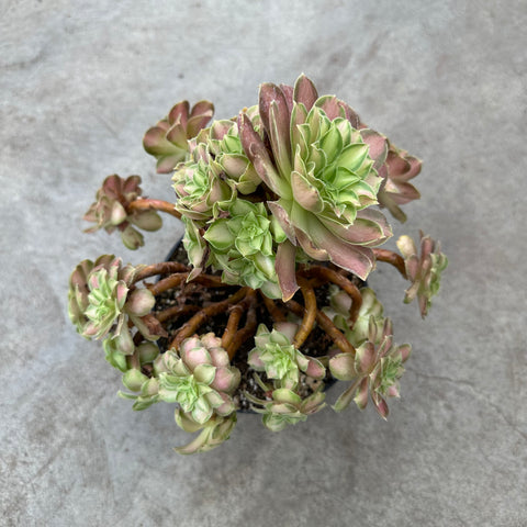 Aeonium 'Prime of Youth'