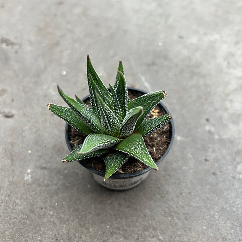 Haworthia Fasciata Concolor