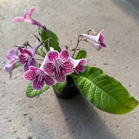 Streptocarpus 'Ladyslippers Cherry Ice'