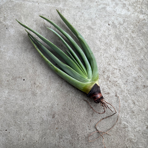 Aloe plicatilis 