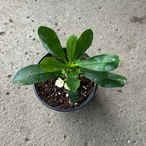 Euphorbia milii 'Helena'