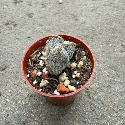 Astrophytum myriostigma hybrid.