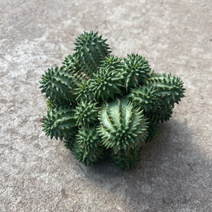 Ouvrir l&#39;image dans le diaporama, Euphorbia susannae
