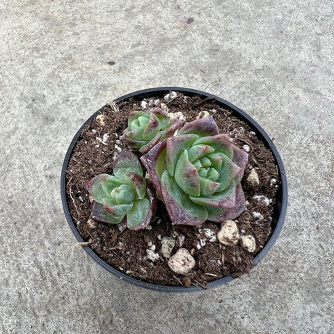 Graptoveria 'Jadeita'