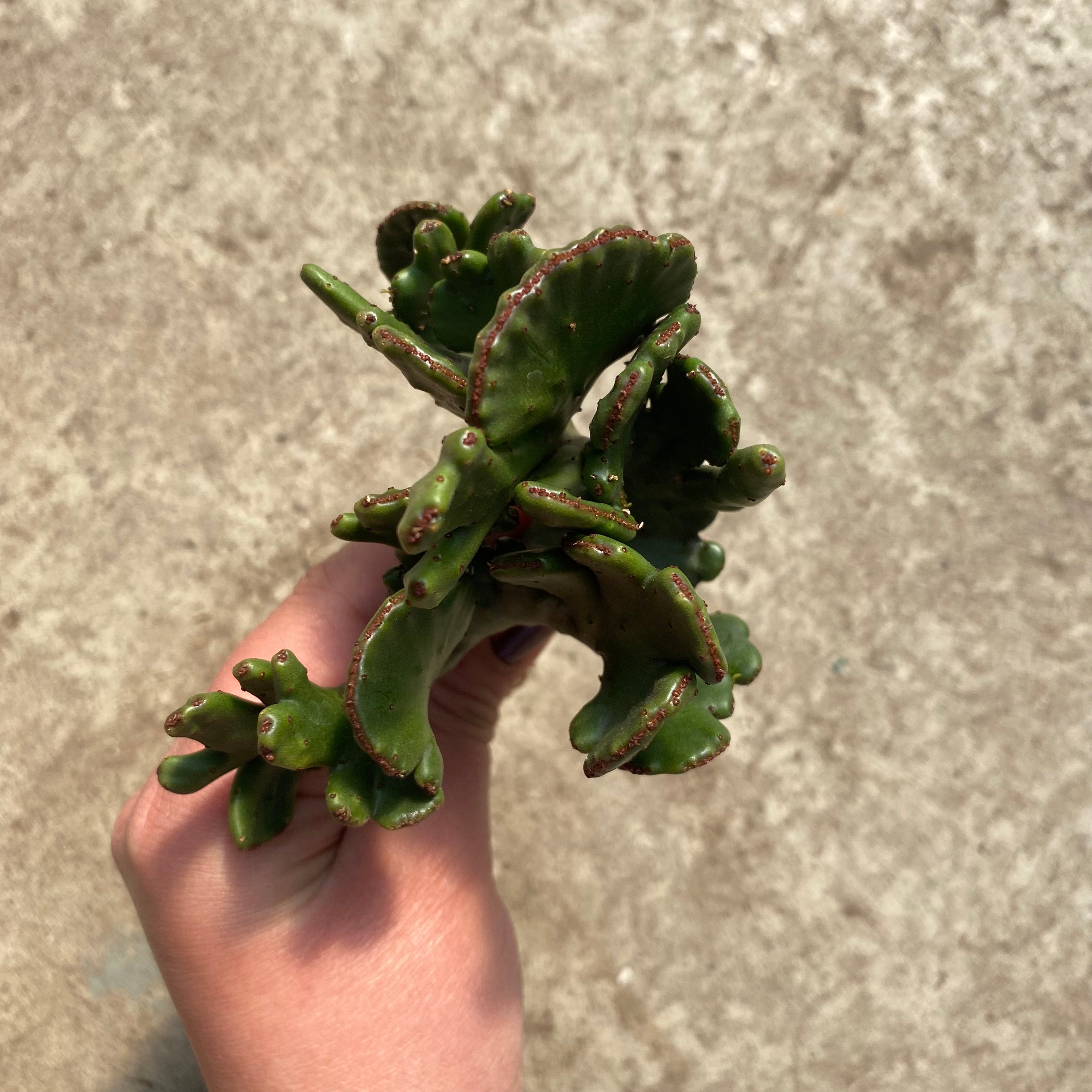 Euphorbia leucodendron cristata
