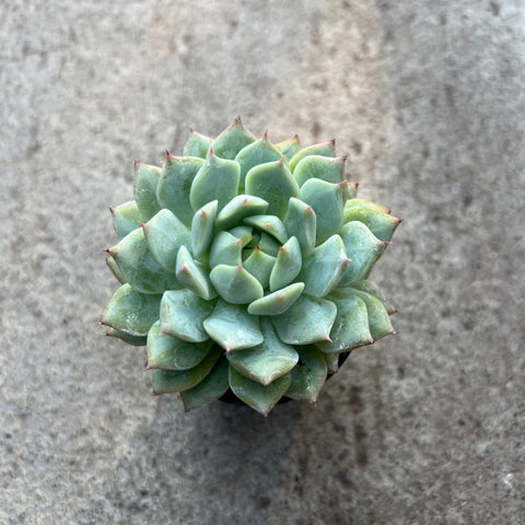 Echeveria 'Spring Rain'