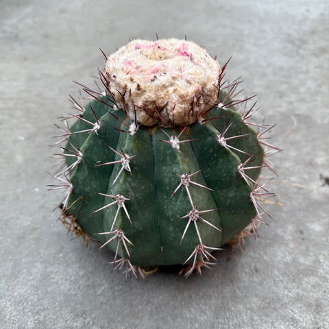 Melocactus maxonii