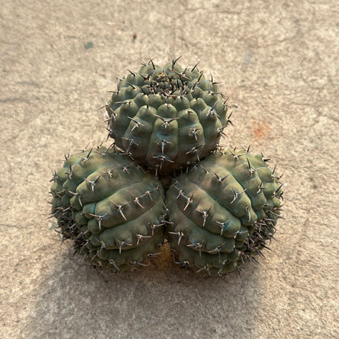 Gymnocalycium asterium f. nigrispina